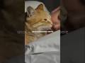 Why cats sleep close to you! #catfacts #cat #catnoise #catbehavior #catwatch #catnews #catfilter