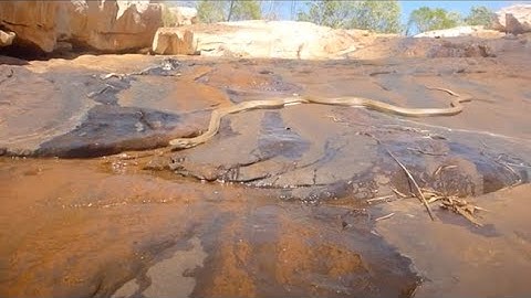 Olive Python (Liasis olivaceus) - Natural Curiosity