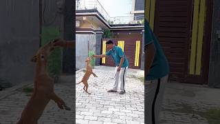 dog Best friend forever🫶❤️ #doglove #shorts #dogshorts #youtubeshorts dog Best friend forever🫶❤️ #doglove #shorts #dogshorts #youtubeshorts