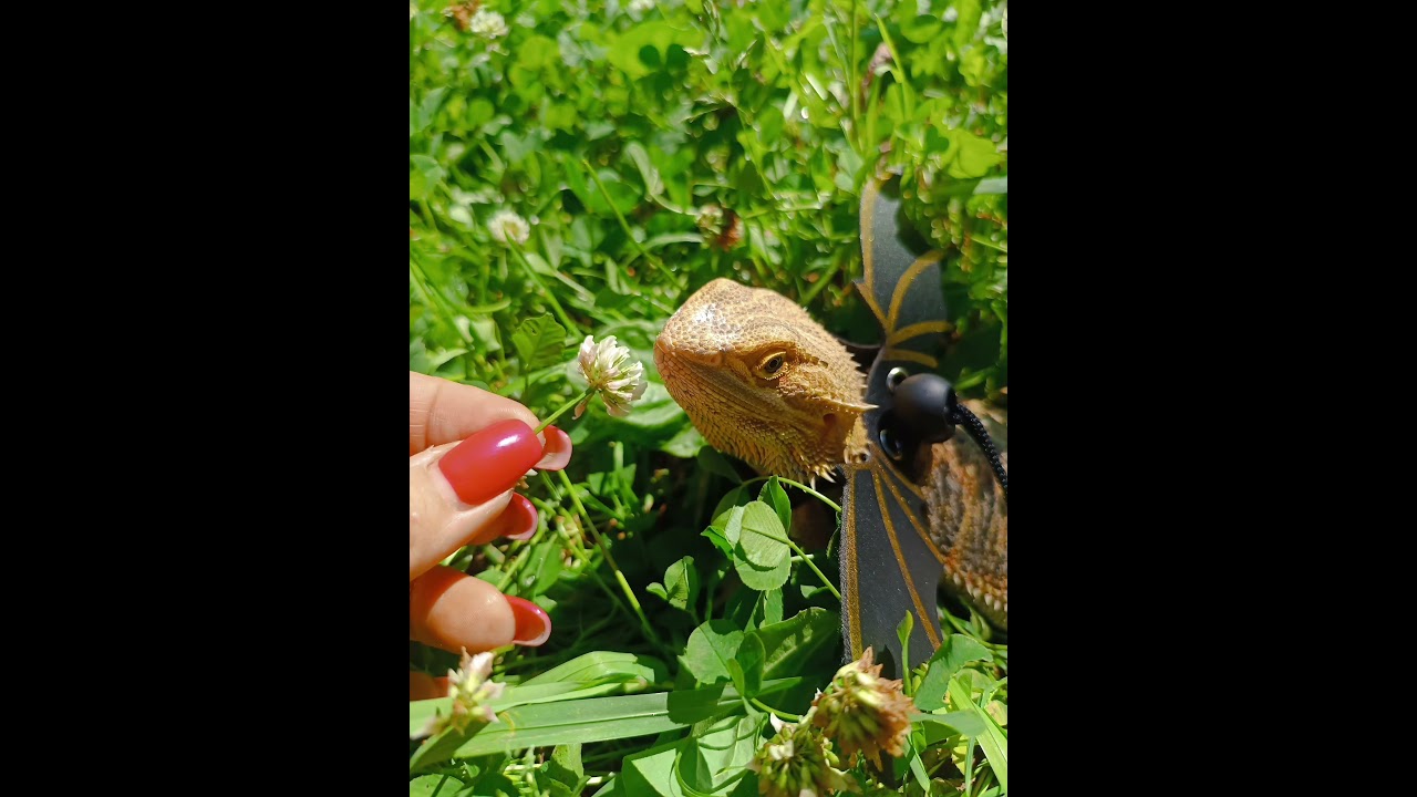 Первая прогулка Окрыленного дракона!