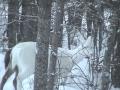 Boulder Junction, WI ~ Albino Deer, White Deer ~ "Ghosts of the Forest" as winter takes hold
