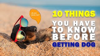 10 Things You Need To Know Before Getting a Dog by pawlifefact 56 views 11 months ago 7 minutes, 1 second