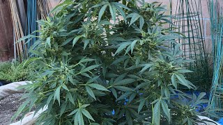 How to 大麻受粉　受粉後