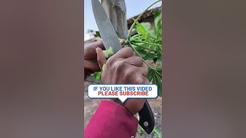 Graft Your Papaya Trees for MAXIMUM FRUIT YIELD #Shorts