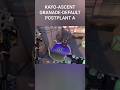 LINE-UP KAYO-ASCENT GRANADE-DEFAULT POSTPLANT A