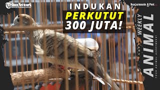 PERKUTUT 300 JUTA! Cara Ternak Perkutut ala Sumo Bird Farm-WEEKLY ANIMALS