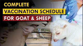 Full vaccination schedule for goat & sheep | Complete vaccine program