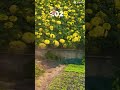 Hoa Tết #travel #travel #funny #viralvideo #vlog #saigon #tet #flowers #fyp #healing