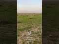 فيضه ربيعه غرب اعيوج لينه mp3