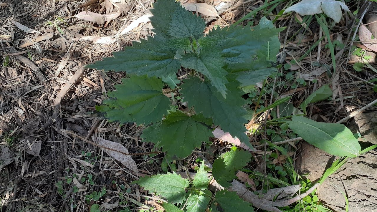Stinging Nettle Chips With Tea.. Sooo Crispy And Painless??