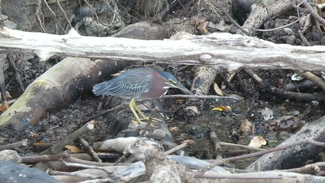 Green Heron (Butorides virescens) on Puerto Rico