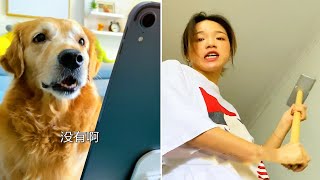 The dogs are cute and funny #29  Funny and Cute Pets Compilation