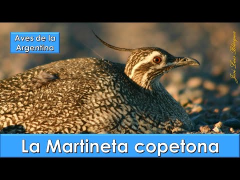 Martineta copetona, Elegant Crested Tinamou, (Eudromia elegans), Aves de la Argentina