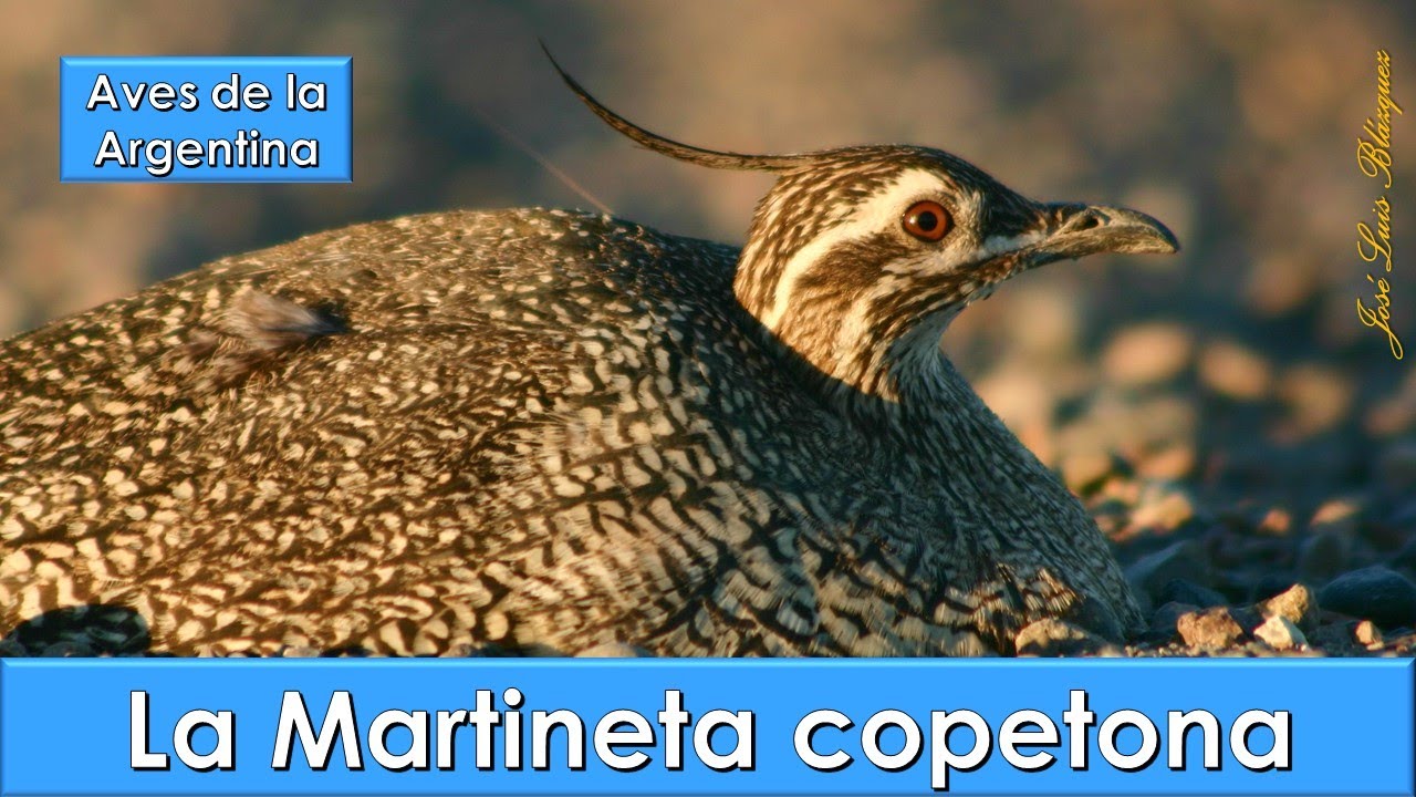 Martineta copetona, Elegant Crested Tinamou, (Eudromia elegans), Aves de la Argentina