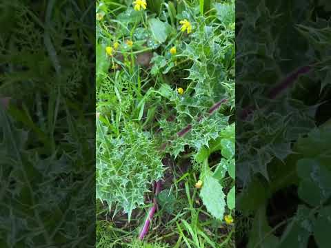 نبات العكوب او الكعوب أحمد الحمد البطوش الاردن طلعات البر