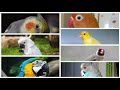 Top 7 mejores aves para tener de mascota.