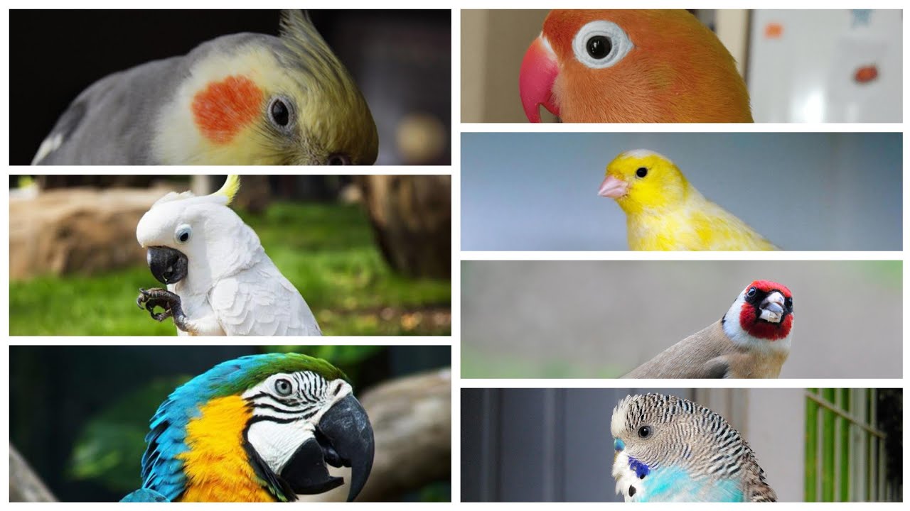 video phone beyonce mp3 top 7 best birds to have as a pet