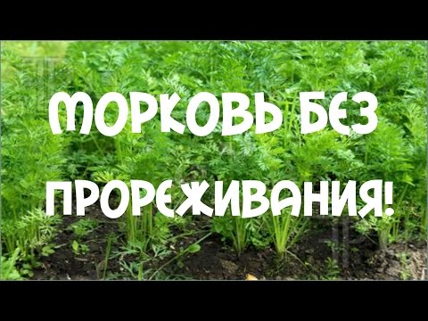 Морковь без прореживания. Посадка моркови лентой