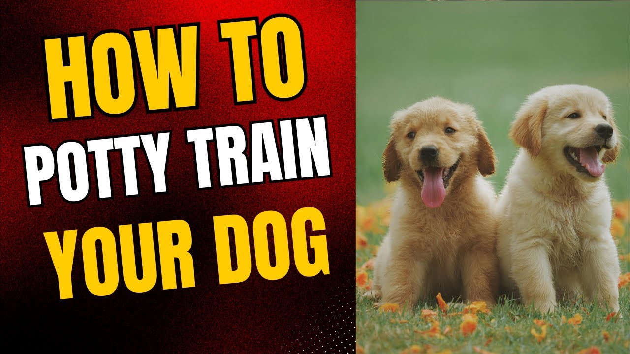 How To Potty Train Your Dog Easily - YouTube