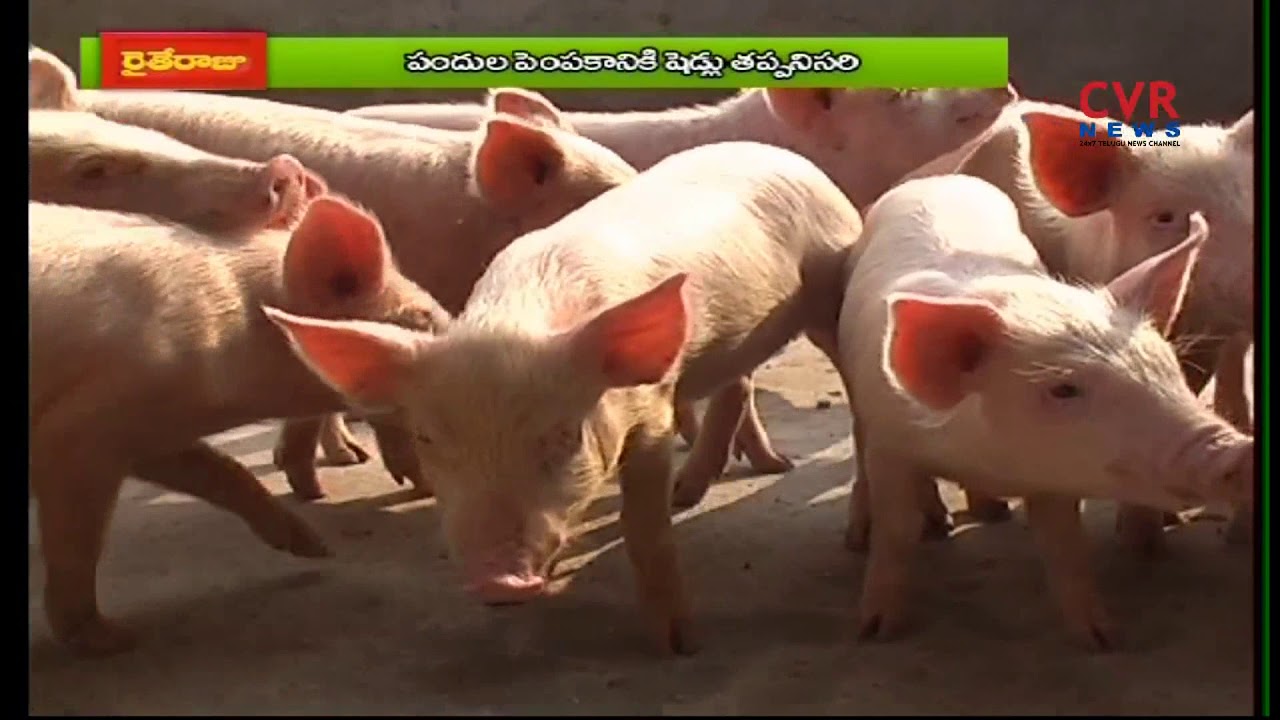 సీమ పందుల పెంపకంతో అధిక లాభాలు | Success Story Of Piggery And Poultry | Raithe Raju