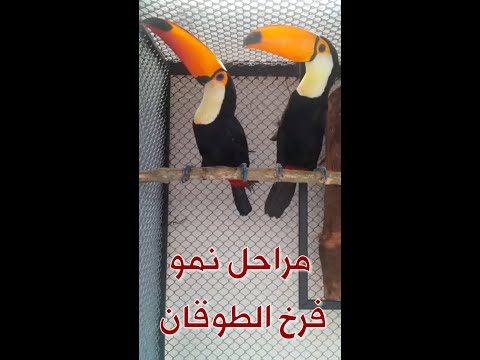 مراحل نمو فرخ طير الطوقان Toucan Growth Stages