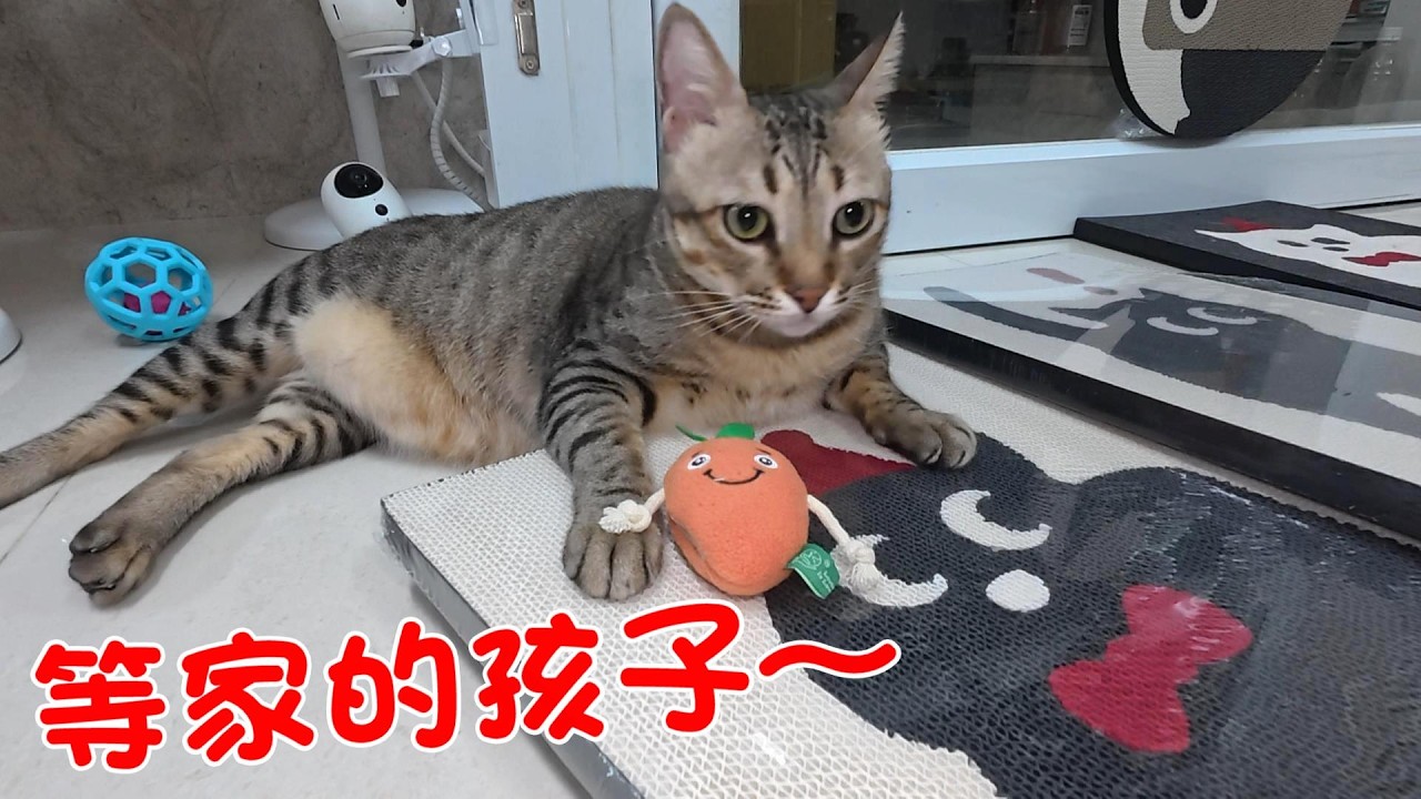 給等家的孩子～最愛的貓抓板