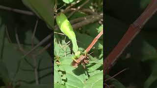 Mantis eating bug that is still alive 😱| Mantis religiosa in Vienna