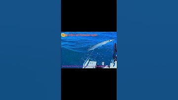 P3 Cách câu cá nhồng ở Úc| How to catch snook | snook trolling #snook #trolling