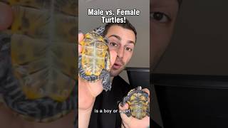 Male vs. Female Turtles! 🐢😍