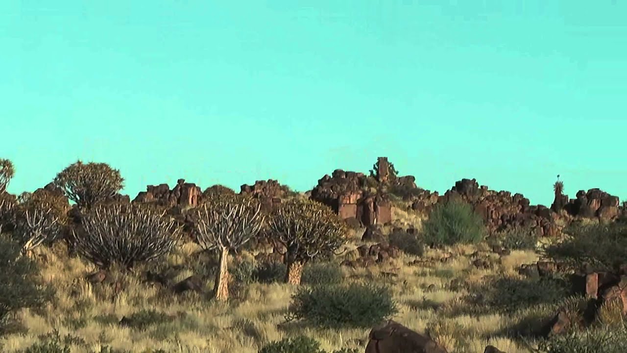 Quiver Tree - Quiver tree forest in Namibia