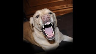 Angry Dogs Compilation 2020