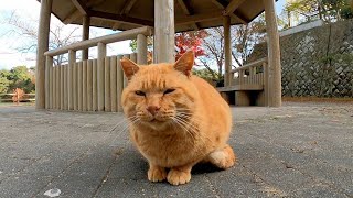 公園で出会った茶トラ猫をナデナデするとゴロゴロと喉を鳴らして喜んだ