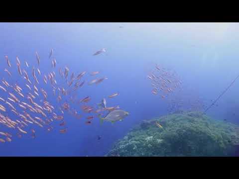 Plongée avec U&I Diving Koh Tao