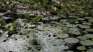 Echoes of Earth and Form — where still waters reveal nature's quiet artistry.