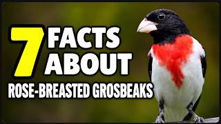7 Facts About Rose-breasted Grosbeaks