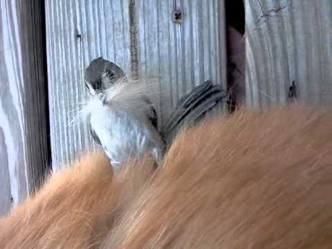 Bird plucks dog hair out