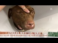 Tornóczky Anita az illegális kutyaviadalokról: Ezeket a kutyákat mindenféle szerrel tömik