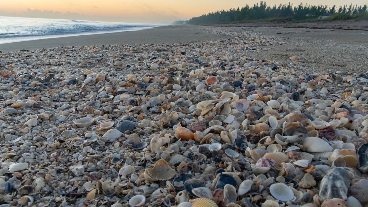 Post Storm Florida East Coast Shelling (Full Cut)