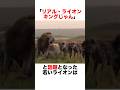 「リアル・ライオンキング」と話題になった2匹のライオン🦁 #動物 #animals #雑学