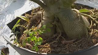 Su nguyen thuy ky duyen zin dong gia 300k mot cay ngay 26/09/2018 sdt (0939859799)