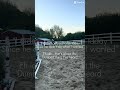If they can carry u for an hour they deserve everything!! #equestrian #viral #horse #sunset #fypシ