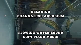 Relaxing Channa Fish Aquarium | Flowing Water Sound & Soft Piano Music screenshot 2