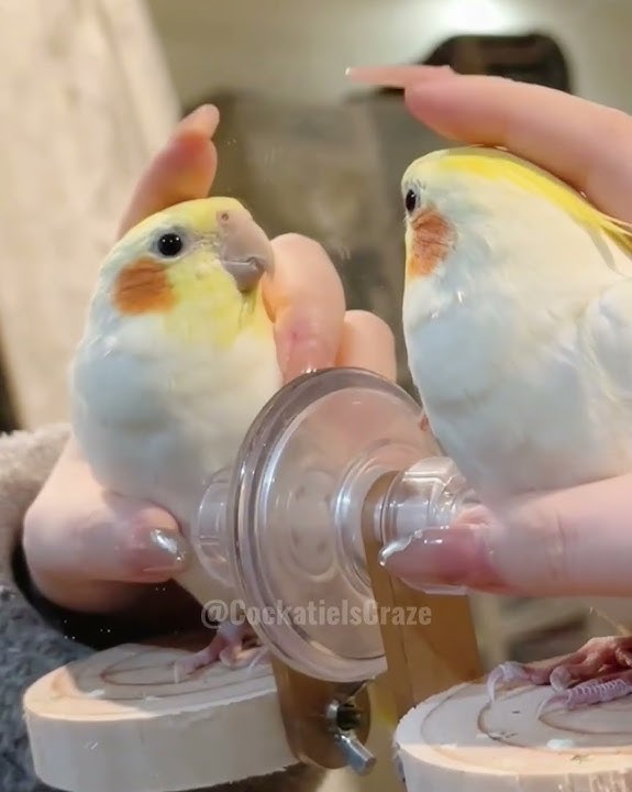 Adorable Cockatiel Jerry's Cutest Peekaboo Playtime 🥰🦜 #cockatielscraze #birdscharm