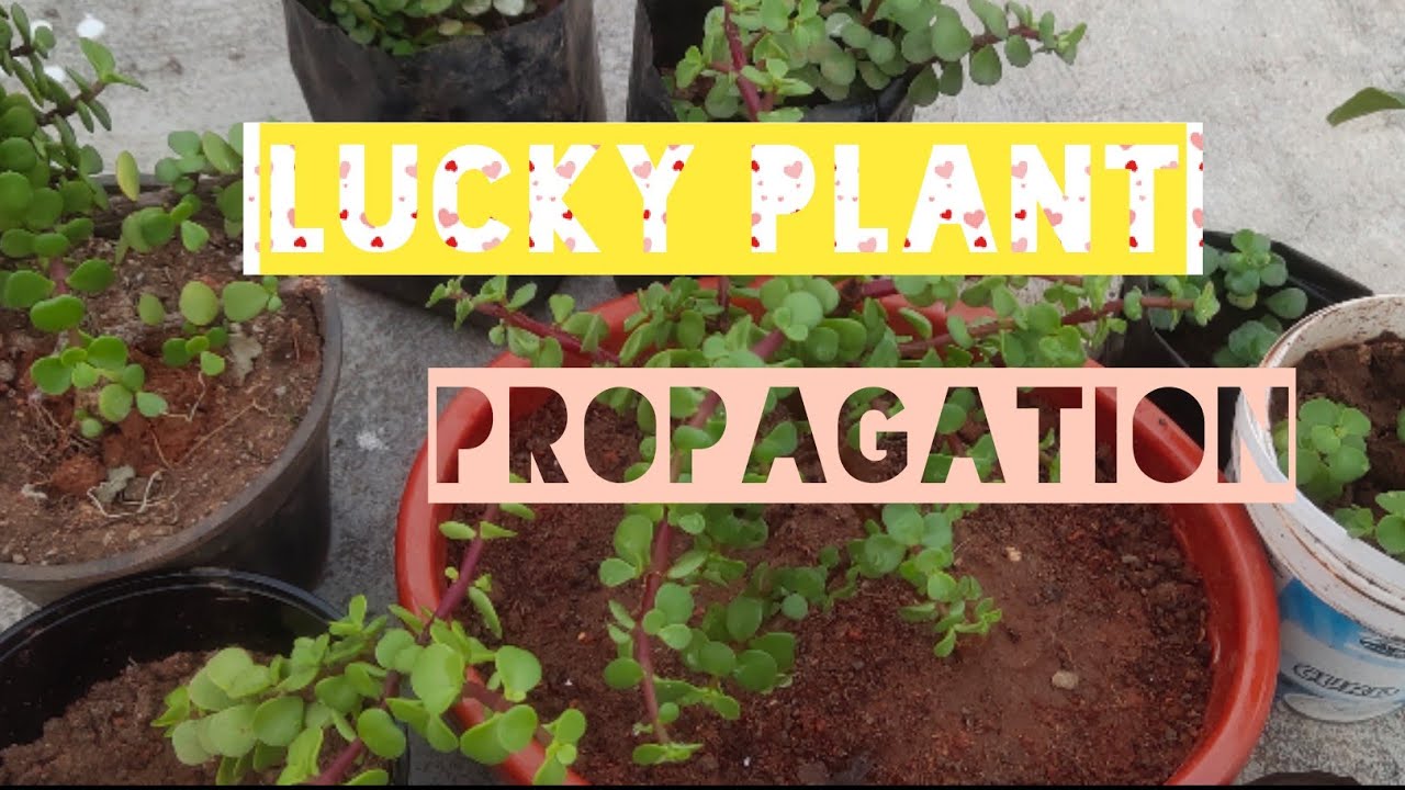 Lucky plant propagation YouTube