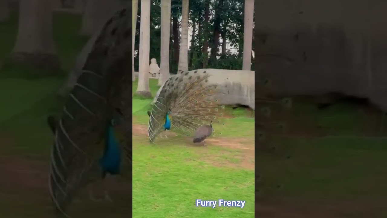 Dancing Peacock Shows Off Colorful Feathers II Furry Frenzy 