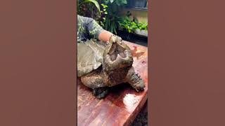 Mak Laper Kura2 ISOGU @galuhcuisine