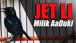 SUARA BURUNG : Aksi KOLIBRI JUARA JET LI Milik AaDuki Di Pemangkat Cup 1 SUARA BURUNG : Aksi KOLIBRI JUARA JET LI Milik AaDuki Di Pemangkat Cup 1