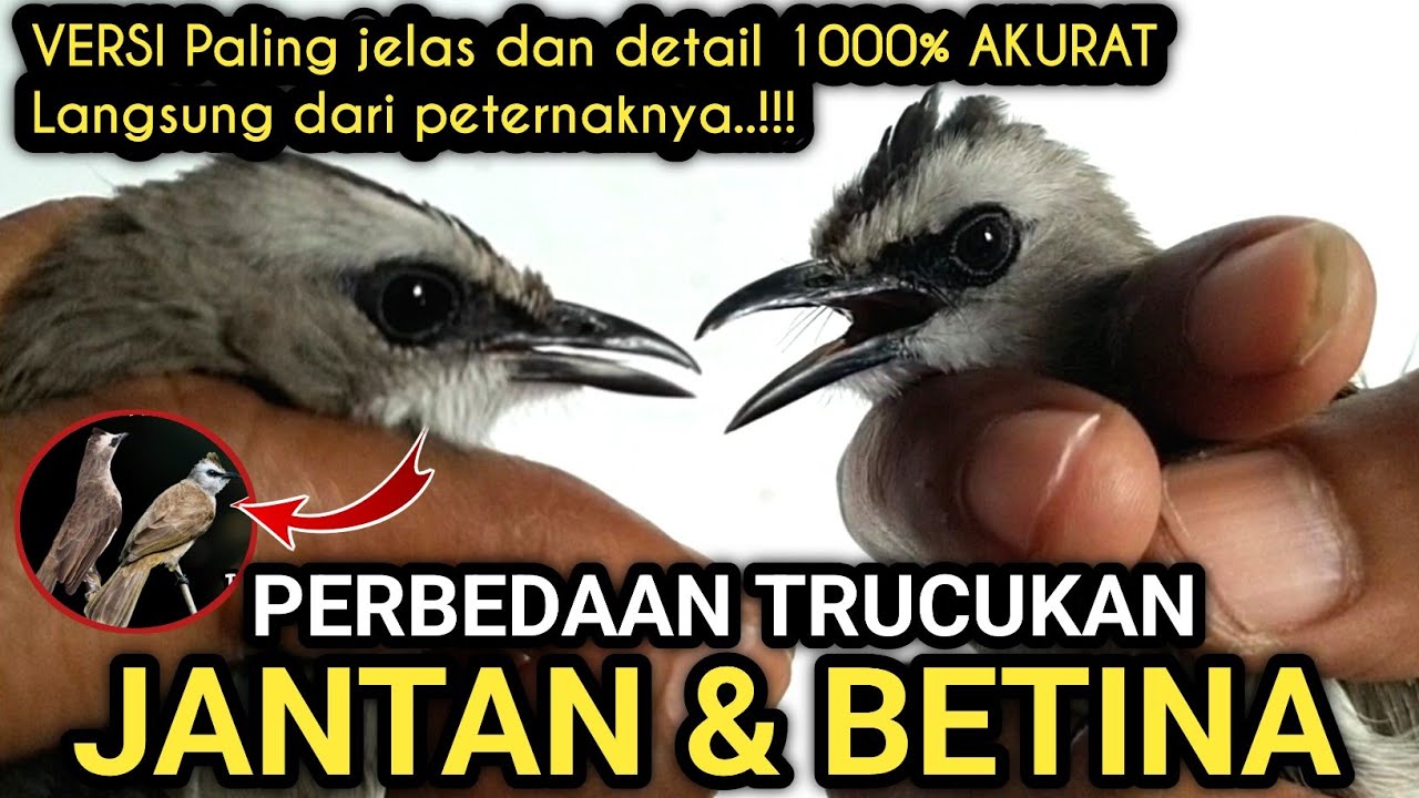 Paling akurat 1000% !! Perbedaan TRUCUKAN JANTAN & BETINA langsung dari peternaknya‼️
