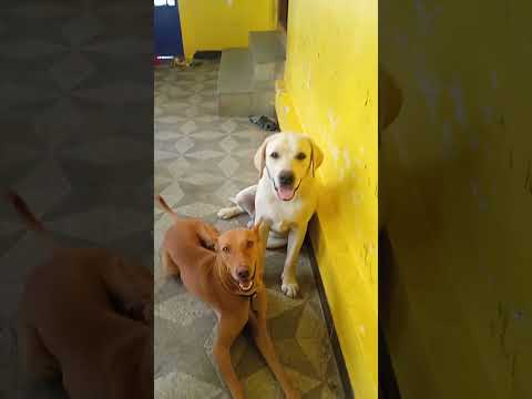 எங்க செல்ல குட்டிகளின் reaction பாருங்க friends#nhthamizha #dog