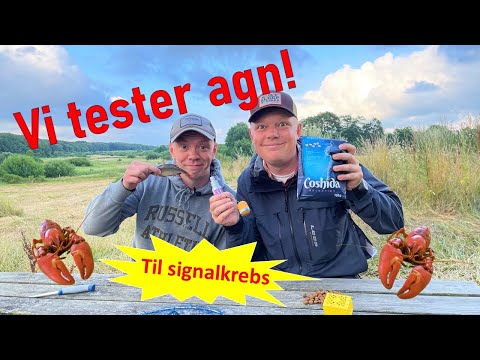 Video: Krebs Agn - Fisk Eller Hvidløg?
